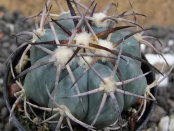 Echinocactus horizonthalonius El Oso pot 5,5 cm