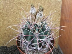 Echinocactus parryi Ciudad Juarez XXL, pot 13 cm