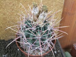 Echinocactus parryi Ciudad Juarez XXL, pot 13 cm - 12395930