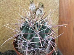 Echinocactus parryi Ciudad Juarez XXL, pot 13 cm - 12395931