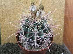 Echinocactus parryi Ciudad Juarez XXL, pot 13 cm - 12395932