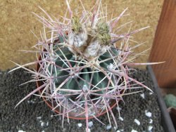 Echinocactus parryi Ciudad Juarez XXL, pot 13 cm - 12395933