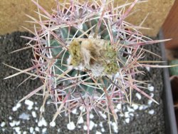Echinocactus parryi Ciudad Juarez XXL, pot 13 cm - 12395934
