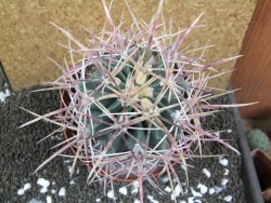 Echinocactus parryi Ciudad Juarez XXL, pot 13 cm - 12395935
