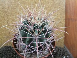 Echinocactus parryi Ciudad Juarez XXL, pot 13 cm - 12395936