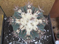 Echinocactus horizonthalonius La Trinidad XXL pot 15 cm - 12395957