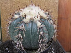 Echinocactus horizonthalonius La Trinidad XXL pot 15 cm - 12395961