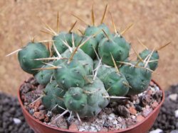 Tephrocactus rossianus, pot 9 cm - 12396037