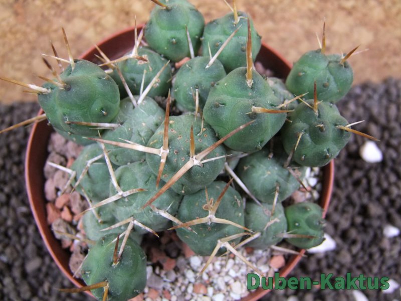 Tephrocactus rossianus, pot 9 cm - 12396039