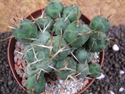 Tephrocactus rossianus, pot 9 cm