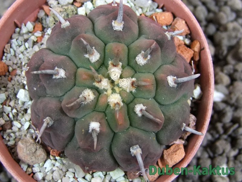 Gymnocalycium vatteri unguispinum, pot 5,5 cm - 12396142
