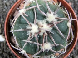 Echinocactus horizonthalonius Carazone d´Mol pot 6,5 cm