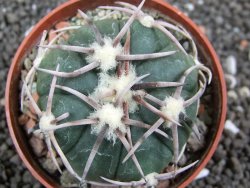 Echinocactus horizonthalonius Carazone d´Mol pot 6,5 cm - 12396171