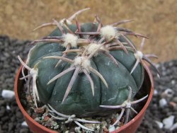 Echinocactus horizonthalonius Carazone d´Mol pot 6,5 cm - 12396176
