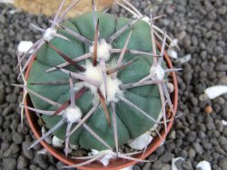 Echinocactus horizonthalonius Mineral d´Pozos, pot 5,5 cm - 12396207