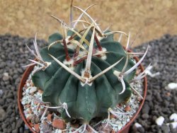 Echinofossulocactus coptonogonus Ventura, pot 8 cm