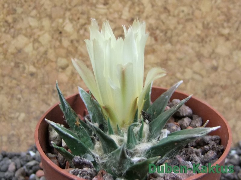 Ariocarpus trigonus horacekii Jaumave L size pot 6,5 cm - 12396258