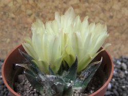 Ariocarpus trigonus horacekii Jaumave L size pot 6,5 cm - 12396263