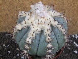 Echinocactus horizonthalonius subikii Ejido Soledad XXL pot 11 cm