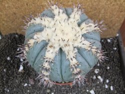 Echinocactus horizonthalonius subikii Ejido Soledad XXL pot 11 cm - 12396273