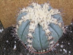 Echinocactus horizonthalonius subikii Ejido Soledad XXL pot 11 cm