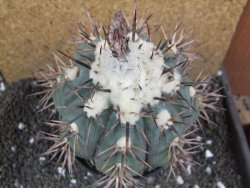 Echinocactus horizonthalonius Plan d´ Ayala XXL 11 cm - 12396290