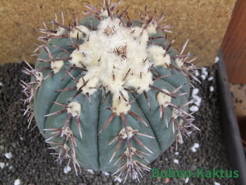 Echinocactus horizonthalonius Tula, Tam. XXL 14x V 10 cm - 12396304