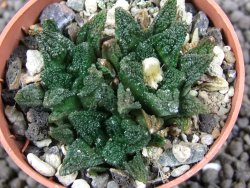 Ariocarpus fissuratus hintonii Matehuala pot 5,5 cm Cites IA - 12396322