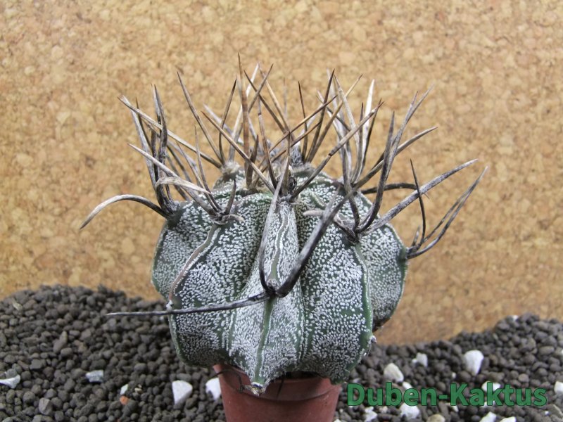 Astrophytum niveum, 8 cm - 12396339