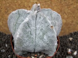 Astrophytum coahuilense, pot 8 cm