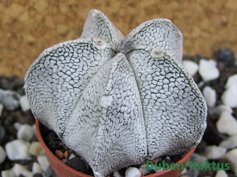 Astrophytum coahuilense snow (Super Coahuilense), pot 5,5 cm - 12396420