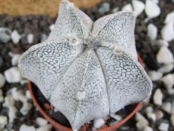 Astrophytum coahuilense snow (Super Coahuilense), pot 5,5 cm - 12396421