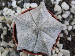 Astrophytum coahuilense snow (Super Coahuilense), pot 5,5 cm - 12396422