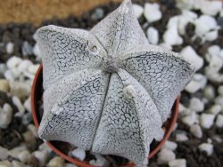 Astrophytum coahuilense snow (Super Coahuilense), pot 5,5 cm - 12396423