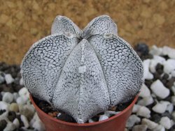 Astrophytum coahuilense snow (Super Coahuilense), pot 5,5 cm - 12396424