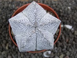 Astrophytum Onzuko pot 5,5 cm