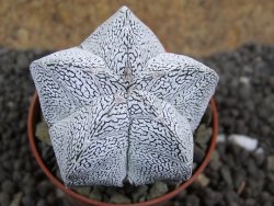 Astrophytum Onzuko pot 5,5 cm - 12396533