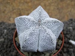 Astrophytum Onzuko pot 5,5 cm - 12396536
