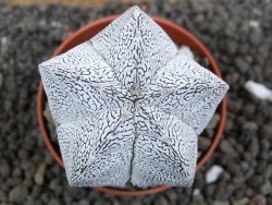 Astrophytum Onzuko pot 5,5 cm - 12396537