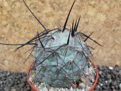 Tephrocactus geometricus pot 5,5 cm SW Fiambala