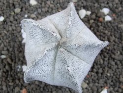 Astrophytum coahuilense snow (Super Coahuilense), pot 5,5 cm - 12396595