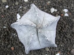 Astrophytum coahuilense snow (Super Coahuilense), pot 5,5 cm - 12396596