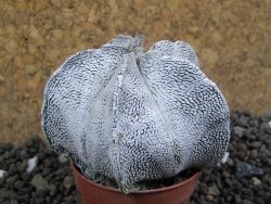 Astrophytum coahuilense snow (Super Coahuilense), pot 5,5 cm - 12396597