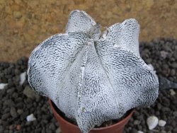 Astrophytum coahuilense snow (Super Coahuilense), pot 5,5 cm - 12396598