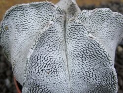 Astrophytum coahuilense snow (Super Coahuilense), pot 5,5 cm - 12396600