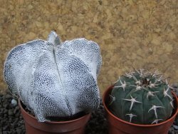 Astrophytum coahuilense snow (Super Coahuilense), pot 5,5 cm - 12396601