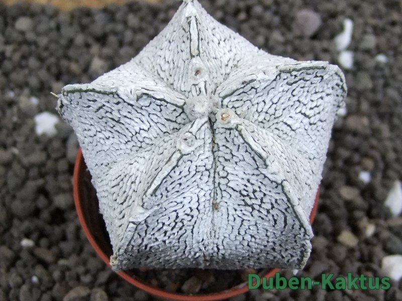 Astrophytum coahuilense snow (Super Coahuilense), pot 5,5 cm - 12396603