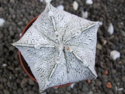 Astrophytum coahuilense snow (Super Coahuilense), pot 5,5 cm - 12396602