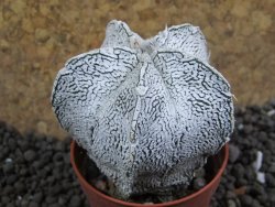 Astrophytum coahuilense snow (Super Coahuilense), pot 5,5 cm - 12396604