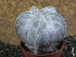 Astrophytum coahuilense snow (Super Coahuilense), pot 5,5 cm - 12396605